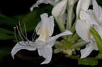 Alabama azalea